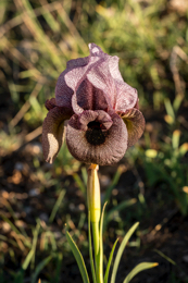 Al-Arz;Iris;Iris-Cedreti;Kaleidos;Kaleidos-images;Lebanon;Middle-East;Near-East;Proche-Orient;Tarek-Charara;Flowers;Endemic;Endangered-species;Endemic-species;Critically-endangered;Critically-endangered-species